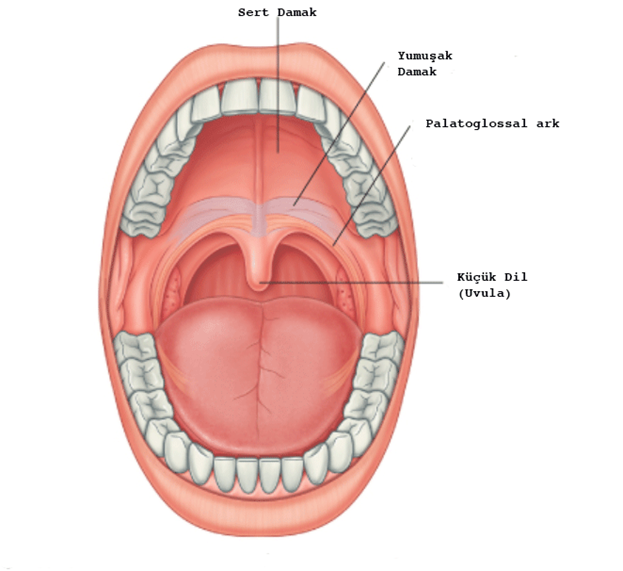 Ağız boşluğu anatomisi
